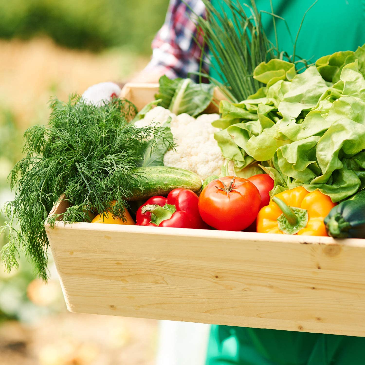 Organic Fertilizer For Vegetables | All Bio Organic Plant Food